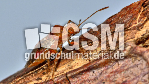 Hellbraune Glasflügelwanze_2.jpg